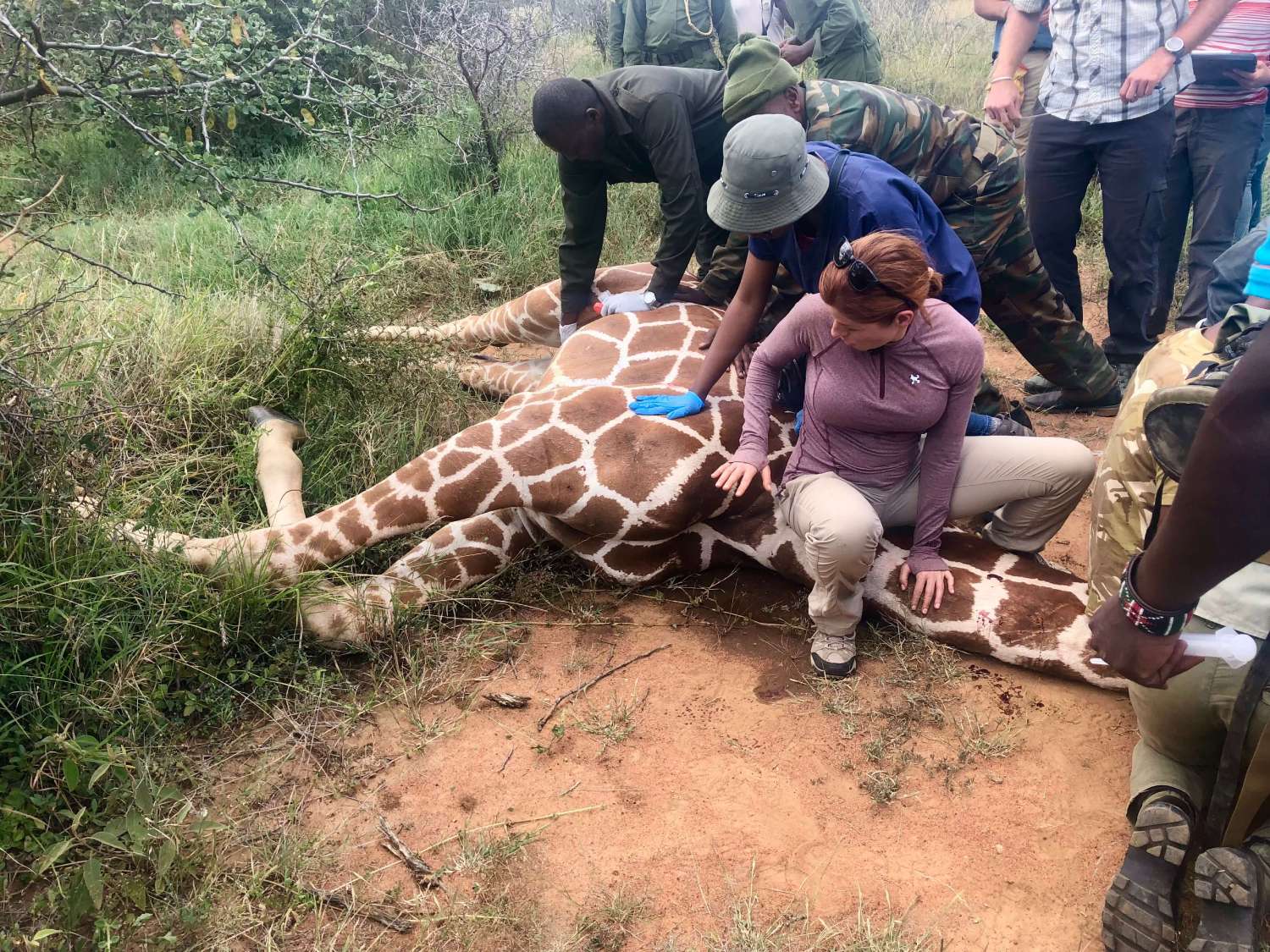A giraffe is being examined by people in the background.