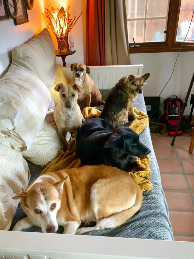 A group of dogs laying on top of a couch.